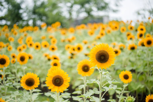 The Language of Flowers: A Guide to Floriography in 2025