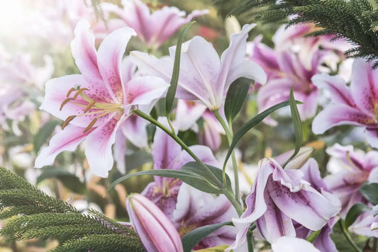 Long-Lasting Flowers: 14 Best Bouquets for Enduring Romance
